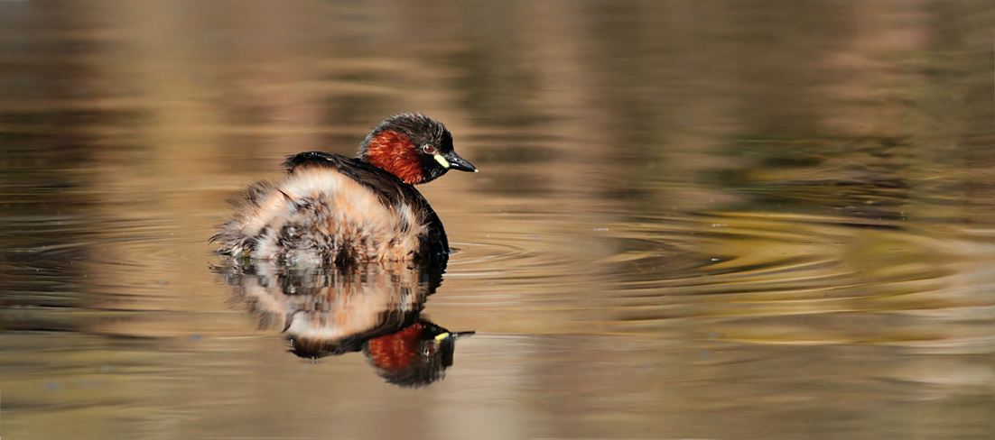 Little Grebe 2